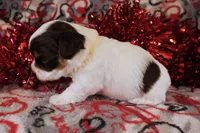 Trini *CKC*, a female Yorkshire Terrier for sale in Hermiston, OR – Photo 5 of 6