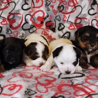 Trini *CKC*, a female Yorkshire Terrier for sale in Hermiston, OR – Photo 6 of 6