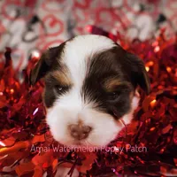 Trini *CKC*, a female Yorkshire Terrier for sale in Hermiston, OR – Photo 3 of 6