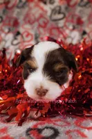 Trini *CKC*, a female Yorkshire Terrier for sale in Hermiston, OR – Photo 3 of 6