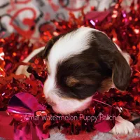 Trini *CKC*, a female Yorkshire Terrier for sale in Hermiston, OR – Photo 4 of 6