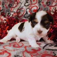 Trini *CKC*, a female Yorkshire Terrier for sale in Hermiston, OR – Photo 2 of 6