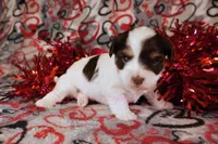 Trini *CKC*, a female Yorkshire Terrier for sale in Hermiston, OR – Photo 2 of 6