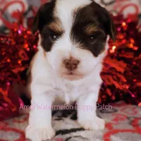 Trini *CKC*, a female Yorkshire Terrier for sale in Hermiston, OR – Photo 1 of 6