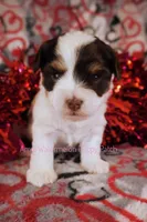 Trini *CKC*, a female Yorkshire Terrier for sale in Hermiston, OR – Photo 1 of 6