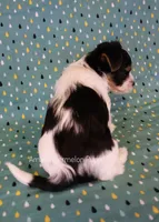 Domino *AKC*, a male Yorkshire Terrier for sale in Hermiston, OR – 5 of 5