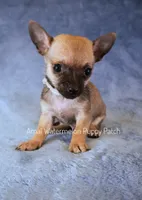 Julian *Teacup*, a male Chihuahua for sale in Hermiston, OR – 4 of 4