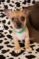 Melman, a male Chihuahua for sale in Hermiston, OR – 4 of 4