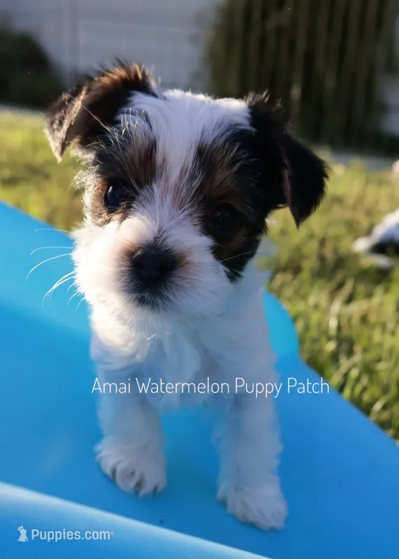 Scrabble *AKC – Yorkshire Terrier puppy for sale in Hermiston, OR