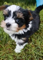 Tuxedo *CKC*, a male Yorkshire Terrier for sale in Hermiston, OR – 2 of 9