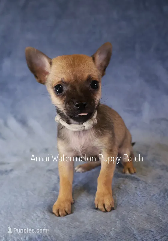 Julian *Teacup* – Chihuahua puppy for sale in Hermiston, OR