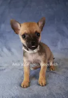 Julian *Teacup*, a male Chihuahua for sale in Hermiston, OR – 1 of 4