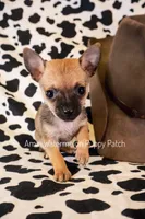 Julian *Teacup*, a male Chihuahua for sale in Hermiston, OR – 3 of 4