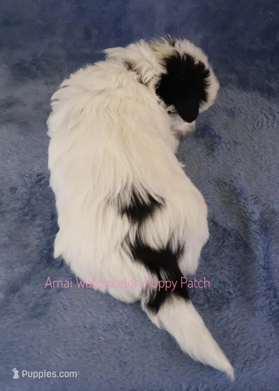 Coke*CKC* – Yorkshire Terrier puppy for sale in Hermiston, OR