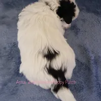 Snoopy*CKC*, a male Yorkshire Terrier for sale in Hermiston, OR – Photo 3 of 9