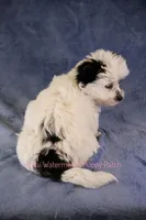 Snoopy*CKC*, a male Yorkshire Terrier for sale in Hermiston, OR – Photo 7 of 9