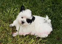 Snoopy*CKC*, a male Yorkshire Terrier for sale in Hermiston, OR – Photo 2 of 9