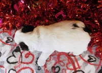 Zach*CKC*, a male Yorkshire Terrier for sale in Hermiston, OR – Photo 6 of 7