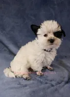 Snoopy*CKC*, a male Yorkshire Terrier for sale in Hermiston, OR – Photo 4 of 9