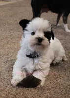 Snoopy*CKC*, a male Yorkshire Terrier for sale in Hermiston, OR – Photo 8 of 9