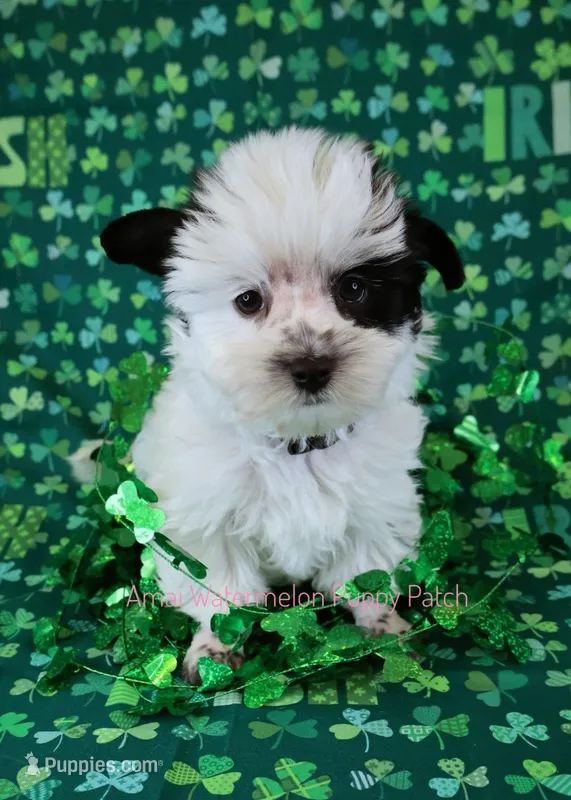 Zach*CKC* – Yorkshire Terrier puppy for sale in Hermiston, OR