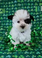 Snoopy*CKC*, a male Yorkshire Terrier for sale in Hermiston, OR – Photo 9 of 9