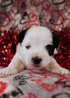 Zach*CKC*, a male Yorkshire Terrier for sale in Hermiston, OR – Photo 3 of 7