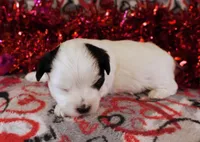 Zach*CKC*, a male Yorkshire Terrier for sale in Hermiston, OR – Photo 2 of 7