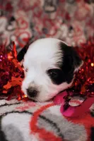 Zach*CKC*, a male Yorkshire Terrier for sale in Hermiston, OR – Photo 4 of 7