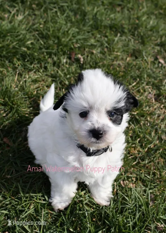 Snoopy*CKC* – Yorkshire Terrier puppy for sale in Hermiston, OR