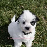 Snoopy*CKC*, a male Yorkshire Terrier for sale in Hermiston, OR – Photo 1 of 9