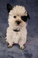 Snoopy*CKC*, a male Yorkshire Terrier for sale in Hermiston, OR – Photo 5 of 9