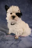 Snoopy*CKC*, a male Yorkshire Terrier for sale in Hermiston, OR – Photo 6 of 9