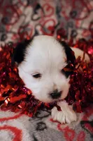 Zach*CKC*, a male Yorkshire Terrier for sale in Hermiston, OR – Photo 5 of 7