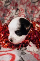 Zach*CKC*, a male Yorkshire Terrier for sale in Hermiston, OR – Photo 1 of 7