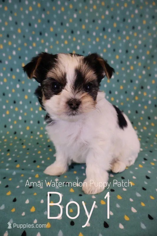Chess *AKC* Small – Yorkshire Terrier puppy for sale in Hermiston, OR
