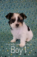 Chess *AKC* Small, a male Yorkshire Terrier for sale in Hermiston, OR – 1 of 5