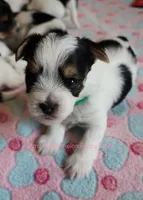 Louie *AKC, a male Yorkshire Terrier for sale in Hermiston, OR – Photo 3 of 5