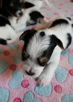 Louie *AKC, a male Yorkshire Terrier for sale in Hermiston, OR – Photo 4 of 5