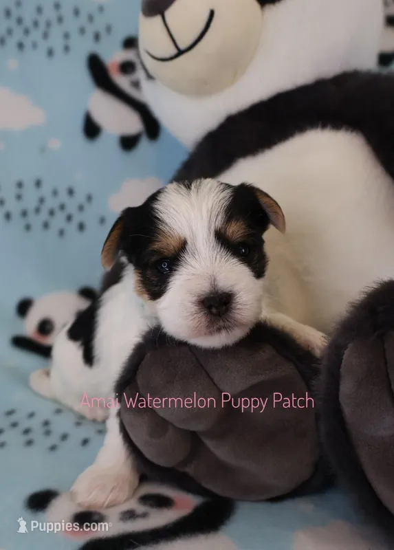 Louie *AKC – Yorkshire Terrier puppy for sale in Hermiston, OR