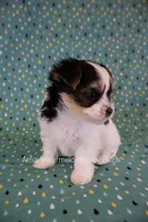 Chess *AKC* Small, a male Yorkshire Terrier for sale in Hermiston, OR – 2 of 5