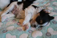 McDuck *AKC*, a male Yorkshire Terrier for sale in Hermiston, OR – Photo 3 of 4
