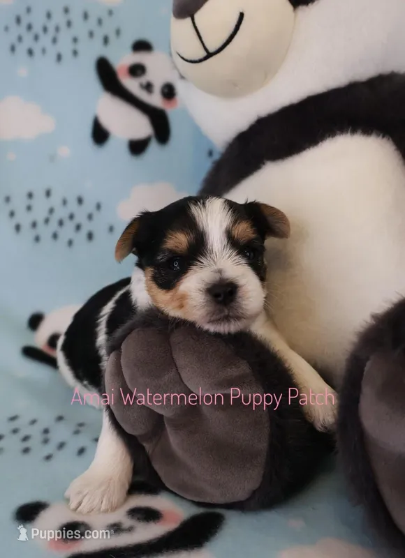 McDuck *AKC* – Yorkshire Terrier puppy for sale in Hermiston, OR