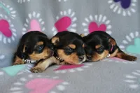 Zoey *AKC*, a female Yorkshire Terrier for sale in Hermiston, OR – 4 of 4