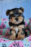 JB *AKC*, a male Yorkshire Terrier for sale in Hermiston, OR – 5 of 5