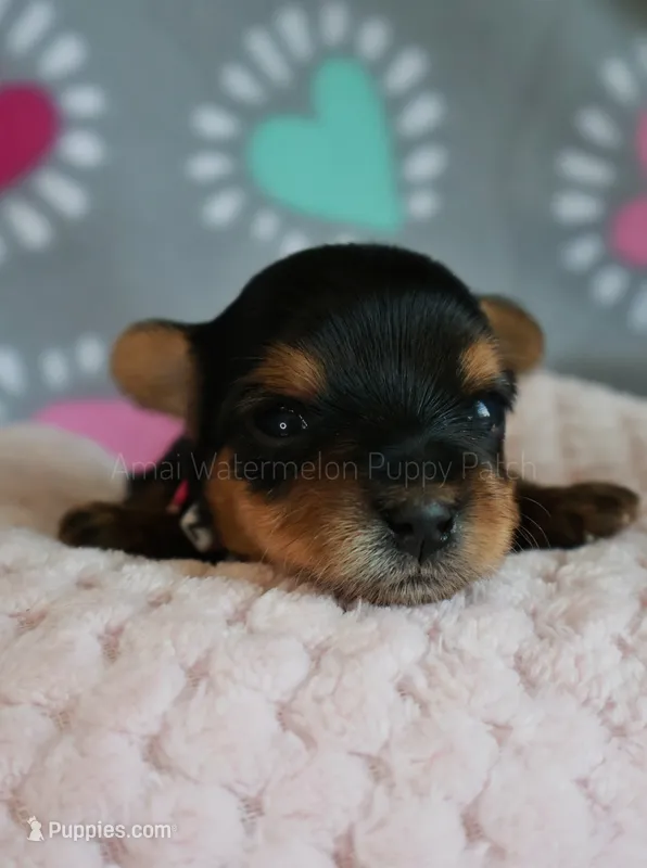 Zoey *AKC* – Yorkshire Terrier puppy for sale in Hermiston, OR