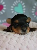 Zoey *AKC*, a female Yorkshire Terrier for sale in Hermiston, OR – 1 of 4