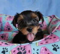 JD *AKC*, a male Yorkshire Terrier for sale in Hermiston, OR – 4 of 5