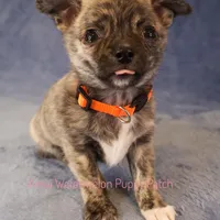 Pixel *AKC*, a male Chihuahua for sale in Hermiston, OR – Photo 1 of 9