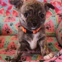 Pixel *AKC*, a male Chihuahua for sale in Hermiston, OR – Photo 8 of 9
